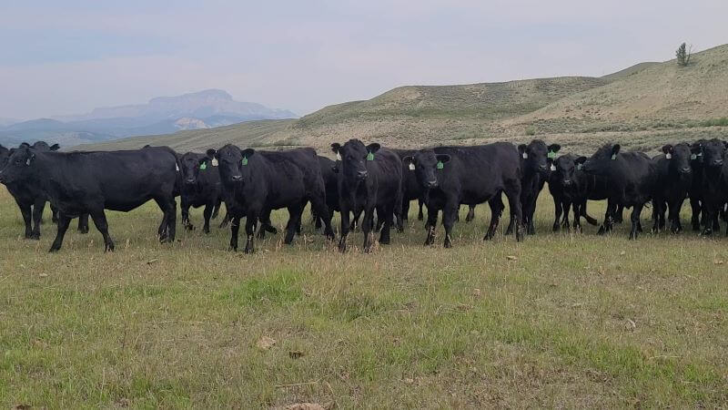 Bred Heifers For Sale - Williamson Land and Cattle