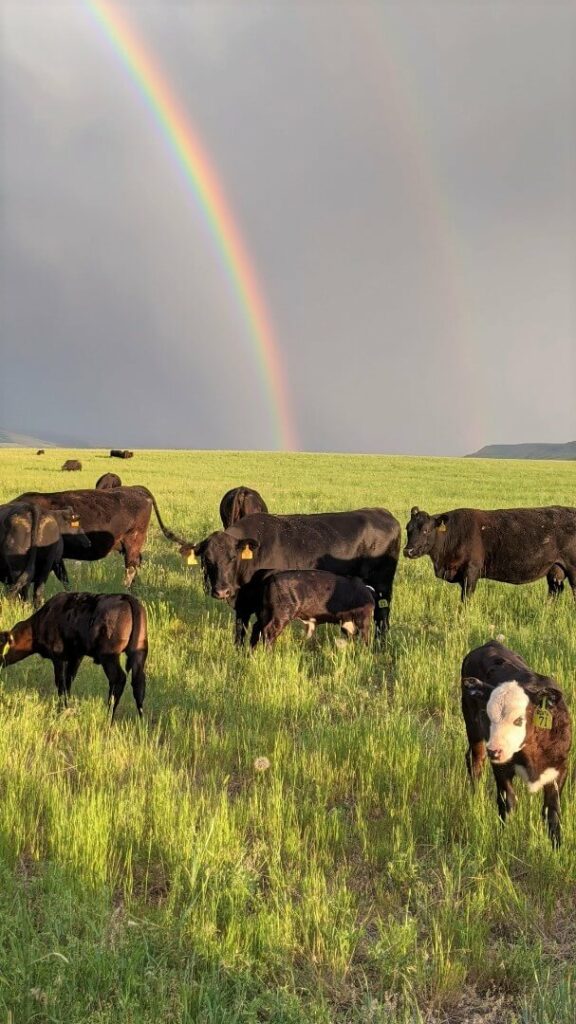 Small herd of cows grazing in the grass underneath a rainbow to promote buying and selling cattle with Williamson Land and Cattle