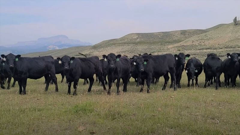 bred cows in field